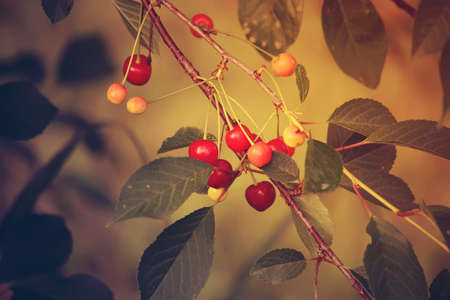 Red ripe fresh cherries close up outdoorsの写真素材