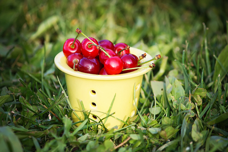 Red ripe fresh cherries close up outdoorsの写真素材