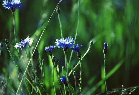 Beautiful wildflowers blue cornflowers in summer fieldの写真素材