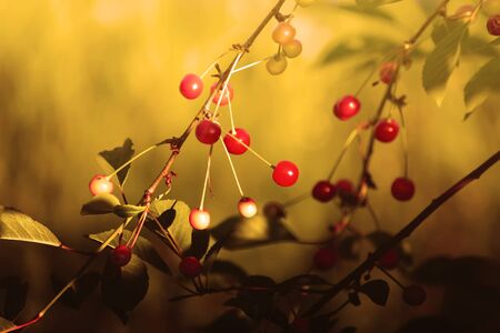 Red ripe fresh cherries close up outdoors