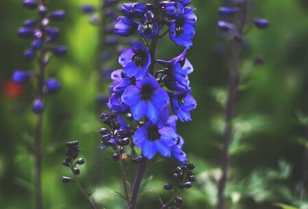 Beautiful blue delfinium flower in summer gardenの写真素材