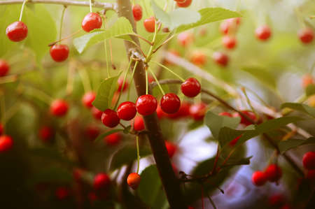 Red ripe fresh cherries close up outdoors