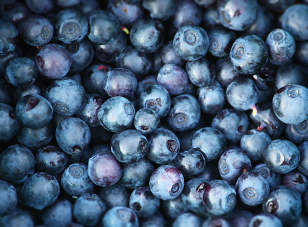 Freshly picked ripe forest blueberry. Natural berry background.の写真素材
