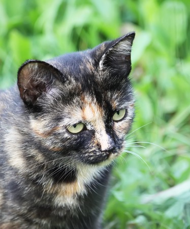 Portrait of green-eyed cat on nature backgroundの写真素材