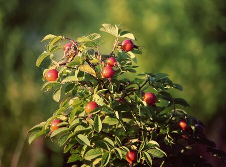Rosehips. Ripe red berries of dogrose plant.