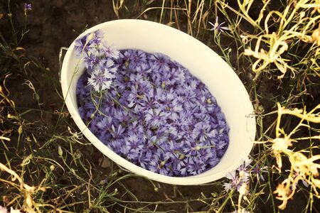 Beautiful wildflowers blue cornflowers in summer fieldの写真素材