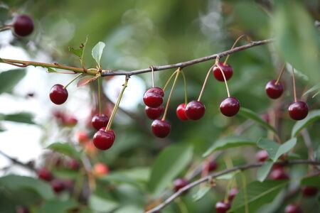 Red ripe fresh cherries close up outdoors