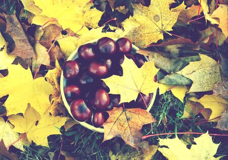 Horse chestnut tree on colorful tree leaves in autumnの写真素材