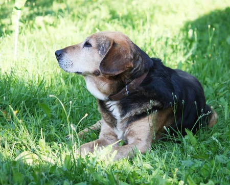 Funny dog sitting on a green grassの写真素材