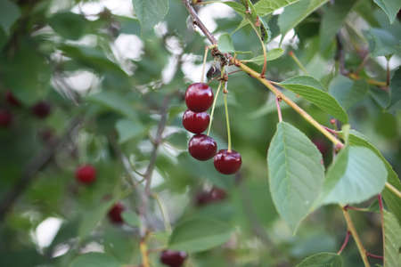 Red ripe fresh cherries close up outdoors