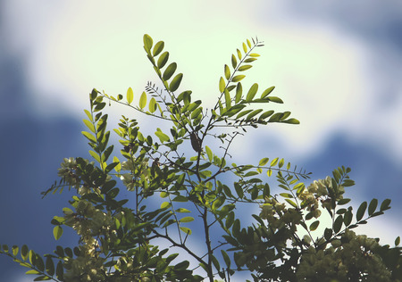 Blooming acacia tree at summer outdoors. White flowers.の写真素材