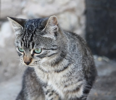 Portrait of green-eyed cat on nature backgroundの写真素材