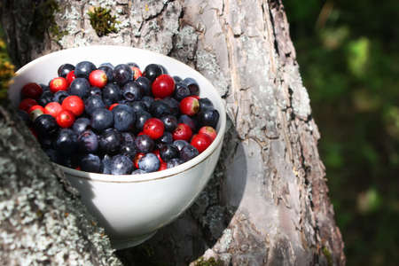Ripe forest blueberry and cranberry in the cup