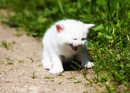 White fluffy adorable tabby kitten on rural yard backgroundの写真素材