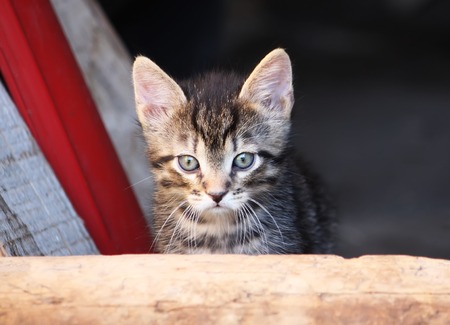 Gray striped adorable tabby kitten on rural yard backgroundの写真素材