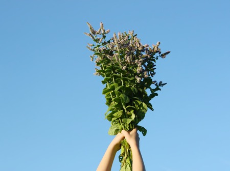 Full hands of fresh green mint bouquet on blue sky backgroundの写真素材