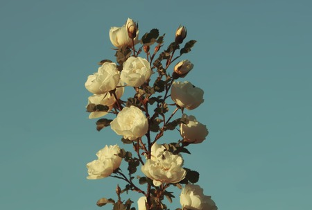 White flowers of briar rose in a summer park. Rose Alba.の写真素材