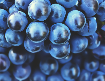 Ripe grapes on a wine growing in the gardenの写真素材