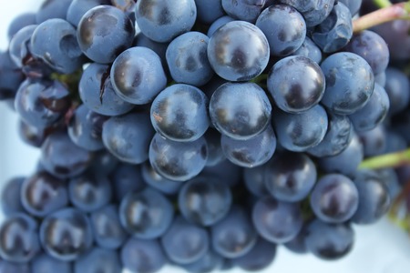 Ripe grapes on a wine growing in the gardenの写真素材