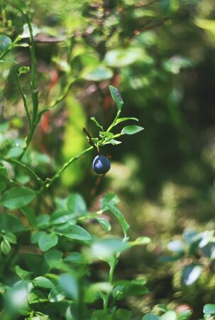 Ripe fresh blueberry growing in the forest at summerの写真素材