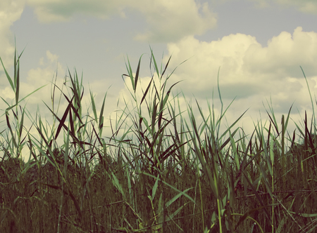 Landscape with lake in Latvia, East Europeの写真素材