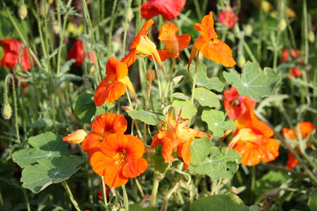 Orange bloomed nasturtium in the summer gardenの写真素材