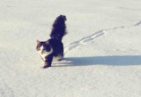 Adorable young cat with a fluffy tail on a snow field cover at winterの写真素材