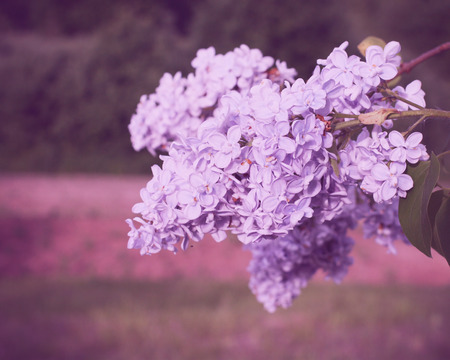 Lillac purple fragrant flowers in the summer park