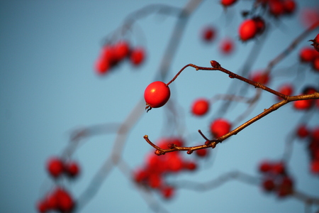 Howthorn ripe red berries on the tree branches outdoorsの写真素材