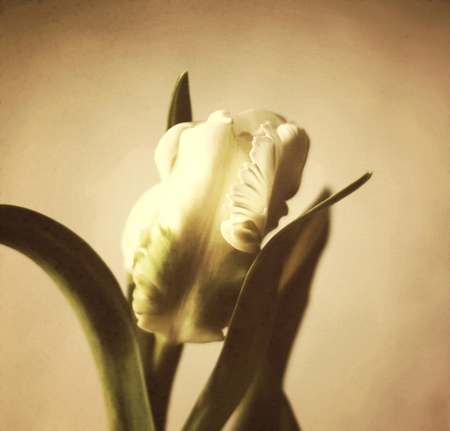 Hyacinth flower. Old grain effect. Vintage filtered imageの写真素材
