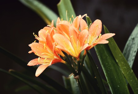 Lily plants growing in the summer park