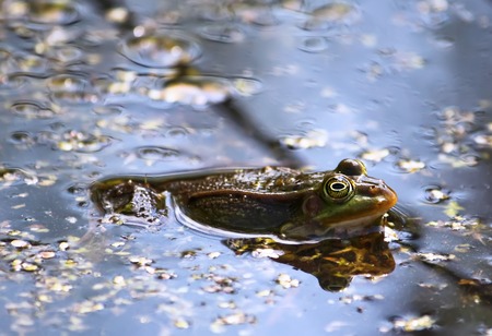 Green frog swimming in the pond with duckweedの写真素材