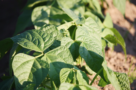 Green beans. Plants growing in the garden.の写真素材