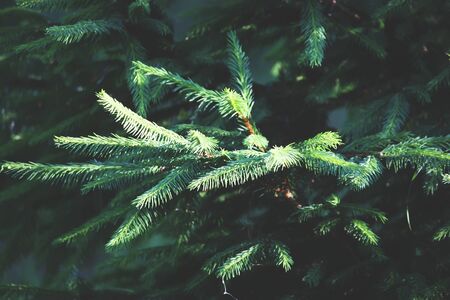 Fir tree branch in sunlight. Nature background.