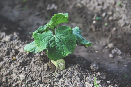 Green beans. Plants growing in the garden.の写真素材