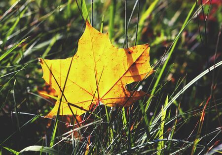 Autumn background with yellow maple leaf on the grass