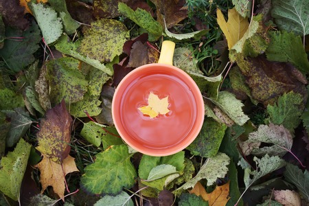 A cup of black tea on colorful autumn fall leaves backgroundの写真素材