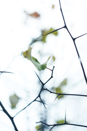 Hawthorn tree branches with autumn leaves and pricklesの写真素材