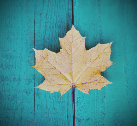 Yellow maple leaf on wooden background outdoors