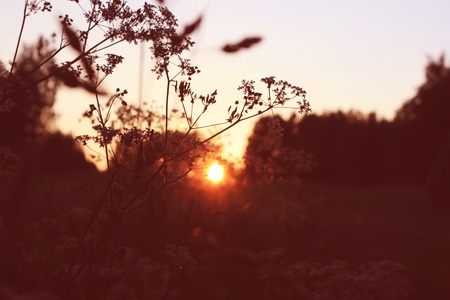 Landscape with bright spring sunset through tree branches