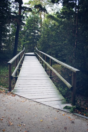 Pine tree forest near Baltic sea in Jurmala, Latvia