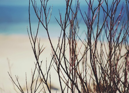 Coastal landscape at the resort of Jurmala, Latviaの写真素材