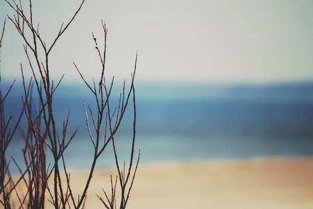 Coastal landscape at the resort of Jurmala, Latviaの写真素材