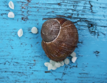 Snail laying her eggs on a wooden surface outdoors. Snail reproduce.