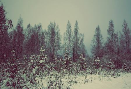 Snow-covered field and trees at winter in Latviaの写真素材
