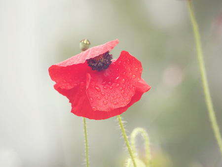 Poppy flower in a summer garden in sunlight close upの写真素材