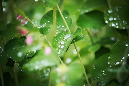 Rain drops on fresh green leaves in the gardenの写真素材