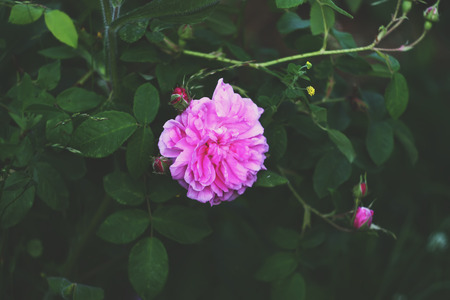 Beautiful blooming rose flowers on summer nature backgroundの写真素材
