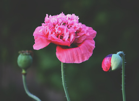 Poppy flower in a summer garden in sunlight close upの写真素材