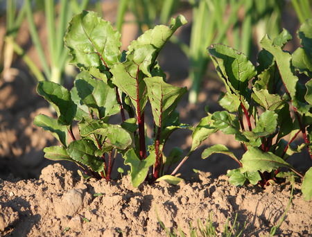 Beet green sprouts growing in the garden outdoors